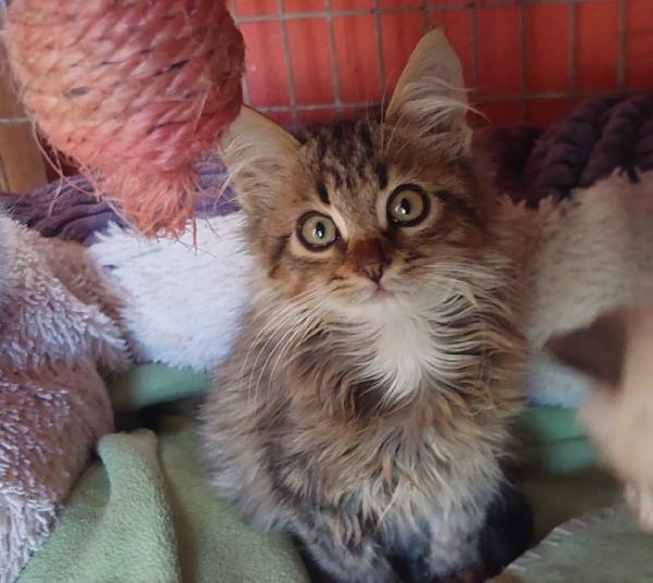 Jerry, Micino Dolcissimo Aspetta Una Famiglia